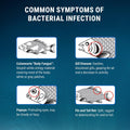 Fritz Maracyn - for Saltwater and Freshwater gram-Positive Relief from Bacterial gil, Popeye, More - Easy dose Packets, 