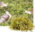 4oz Moss Substrate for Pet Snails, Terrarium Substrate Supplies for Maintaining Humidity in Snail Tanks and Habitats