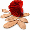 SunGrow 50 pcs Catappa Indian Almond Leaves – 2” Water Conditioner for Betta Fish Tank, Aquarium Leaf for Fish Breeding,