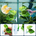 CousDUoBe 2 Pack Betta Fish Leaf Pad Improves Betta's Health by Simulating the Natural Habitat - Natural, Organic, Comfo