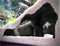 Aquarium & Terrarium Corner Underground Cave – Faux Mangrove Root Hideout for Betta, Corydoras, Shrimp, Geckos & Snakes 