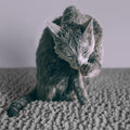 CatGuru Cat Litter Mat, Medium, Extra Large, XXL, Waterproof Litter Box Mat, Non Slip Kitty Litter Mat, Machine Washable