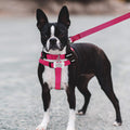 No Pull Dog Harness, Leash & Collar Set, Adjustable Step-in Vest