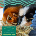 Oxbow Orchard Hay, Rabbit & Guinea Pig Hay, Hand-Sorted, De-Dusted, 40 oz