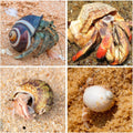 15PCS Hermit Crab Shells 1.6"-3.2", Growth Turbo Seashells