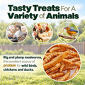 11LB Dried Mealworms for Chickens, Laying Hens, Ducks & Wild Birds