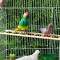 14.7 Inch Bird Ladder for Parakeets and Cockatiels, 8-Step Natural Wood Parrot Climbing Toy with Stainless Steel Hooks - Safe Chewing Cage Accessory