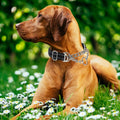 Martingale Collar for Dogs with Chain,Heavy Duty Dog Collar for Medium Dogs
