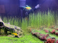 3 Bags Aquarium Plant S.e.e.d set, not aritifical plastic, Fresh Water Grass for Fish Tank zmml4