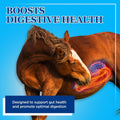 Equerry's Large Animal Probiotic | Supplements for Gut Health and Nutrient Absorption | Probiotics and Digestive enzymes