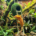 Artificial Handmade Cave Hideout with Hanging Rope & Hemp Climbing Ladder – Reptile Tank Decor Accessories for Leopard C