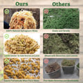 Riare 6OZ Natural Sphagnum Moss for Reptiles- Terrarium Reptiles Moss