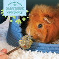 Oxbow Twisty Rings, Rabbit & Guinea Pig Toys, Bunny Enrichment Toys