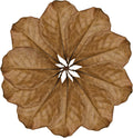 SunGrow Leaf Litter for Snakes, 10 Pcs Medium Indian Almond Catappa Leaves Substrate Maintain Humidity in Corn Snake and