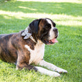 Pettsie Dog Bow Tie Collar & Matching Owner Friendship Bracelet