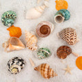 QICQDRAM 3PCS Hermit Crab Shells 2.9~3.3'' Large Seashells 1.2~2'' Opening
