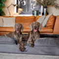 NOAH & PAW XXL Dog Bed, Orthopedic Memory Cooling Foam (2X Base) 55x45x11in