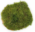 Galápagos (05234) Pillow Moss, Clumps of Real Moss, Natural, 4QT,Green