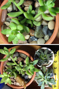 Voulosimi 12 LBS River Rock Stones, Natural Decorative Polished Mixed Pebbles Gravel,Outdoor Decorative Stones for Plant