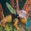 Bearded Dragon Leash and Harness Set