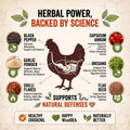 1.5 LB Natural Chicken Flock Armor Powder for Chickens, Chili Mix Herbal Blend