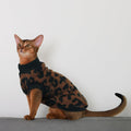 PUMYPOREITY Sphynx Cat Clothes, Thick Plush Fleece Sweater, Brown, M