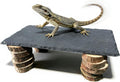 Bearded Dragon Basking Rock Platform with Wooden Pile,Natural Slate Stone Rocks Basking Platform,Habitat Hideouts Hide C