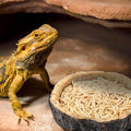 CalPalmy 2 Pack Reptile Water and Food Bowls, Novelty Food Bowl for Lizards, Young Bearded Dragons, Small Snakes and Mor