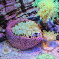 Anemone Nest, Saltwater Aquarium Accessories, Anemone Ideal Habitat, Nipple Nest for Aquarium Aquascaping (Flat Mouth 2.