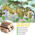 9 Pack Silvervine Sticks for Cats, Natural Cat Chew Stick Toys Set