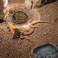 2 Pack Reptile Feeding Dish Corner Bowl, Reptile Water Dish Food Bowl Feeding Terrarium Bowls for Bearded Dragon Lizard 