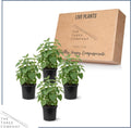 Herb - Catnip (Nepeta) (4 Pack), Live Aromatic Herb, Cat Attractant