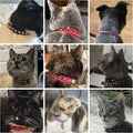 DILLYBUD Leather Cat Collars for Boy Girl Cats with Bell and Safety Elastic Belt, Personalized Rivets Stud Adjustable Safe Buckle Collar with Skull Charm for Kitty Small Pets, Black
