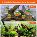 Natural Reptile Wood Bearded Dragon Tank Accessories, Reptile Climbing & Basking Branch Aquarium Driftwood Reptile Hide 