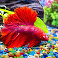 Keedolla Aquarium Glass Pebbles Stones Fish Tank Rocks Gravel, Green Mix Glass Gemstones Fish Bowl Rocks for Vase Filler