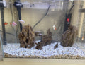 AWXZOM Natural Dragon Rock Carefully Selected Mixed Sizes, Decorative Aquarium Rocks, Aquarium Stones for Fish Tank (4.4
