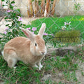 6 Pack Hay Feeder Rabbit with Hooks Heavy Duty, 9x4x3 Inch
