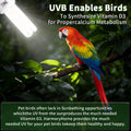 HarmonyHome Bird Cage UVB Light Combo Kit, Avian Sun Lamp 2.4% UVB UVA 20W Compact Fluorescent Bulb for All Kinds Captive Birds, 2 Bulbs Included