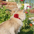 azuza 2 Pack Breakaway Cat Collars with Bell, Velvet Floral Red Cat Collar