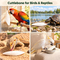 Amzey 12 Pack Cuttlebone for Birds, 4-6 Inch Natural Calcium Source for Parrots
