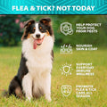Flea and Tick Prevention for Dogs - 120 Treats - Natural Flea & Tick Chews
