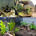 Tfwadmx 5PCS Aquarium Driftwood Branches 4''-7.8'' Reptiles Trunk Natural Wood Fish Tank Decoration Plant Stump Ornament