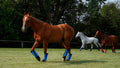 Warrior Fly Boots for Horses - Breathable Mesh Horse Boots for Fly Protection & Leg Comfort - Set of 4 (Trojan Warrior, 