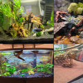 Tfwadmx 5PCS Aquarium Driftwood Branches 4''-7.8'' Reptiles Trunk Natural Wood Fish Tank Decoration Plant Stump Ornament