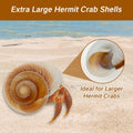 NIIIYTYB Large Hermit Crab Shells Extra Shells 2.7~3.5 Inch Big Empty Natural Sea Conch for Crabs Ideal Hermit Crab Supp