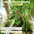 PINVNBY Reptile Plants Hanging Fake Vines Boston Climbing Terrarium Plant with Suction Cup for Bearded Dragons Lizards C