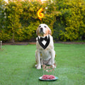 ADOGGYGO Formal Dog Tuxedo, Wedding Dog Bandana Collar with Bowtie, Adjustable Pet Birthday Wedding Tux Outfit for Medium Dogs (M, Black)
