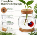 Healifty Desktop Fish Bowl, Glass Hydroponic Planter Tank Kit 5. 1 X 4. 7"