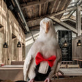 Magnoloran Bird Diapers Bird Harness Tuxedo Flight Suits with 80in Flying Leash Parrot Nappy with Waterproof Inner Layer Urine Wet Suite for Cockatiel Conure Parakeet Macaw Budgie-Black,S