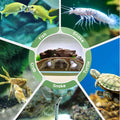 LIYAOLI Aquarium Ornaments Cave Tunnel with Viewing Ports | Fish Tank Decoration Hideout for Pleco, Shrimp & Corydoras |